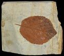 Fossil Leaf (Beringiaphyllum) - Montana #52231-1